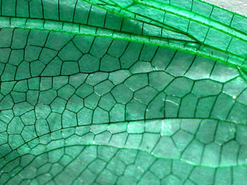 Insect wing